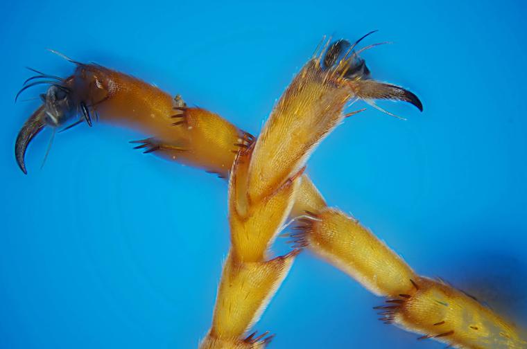 Bee Claws Under Microscope, Under Stereo Zoom Microscope, Taken with Sony DSLR Camera