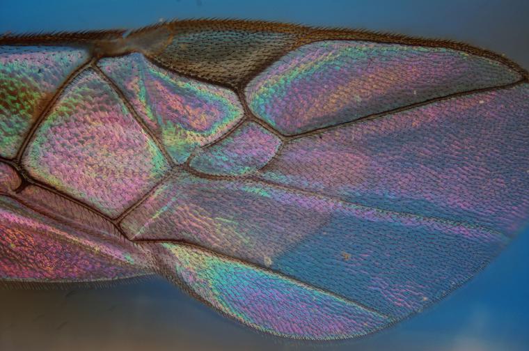 Insect Wing Under Microscope, Transmitted Light Microscope, Taken with Sony DSLR Camera